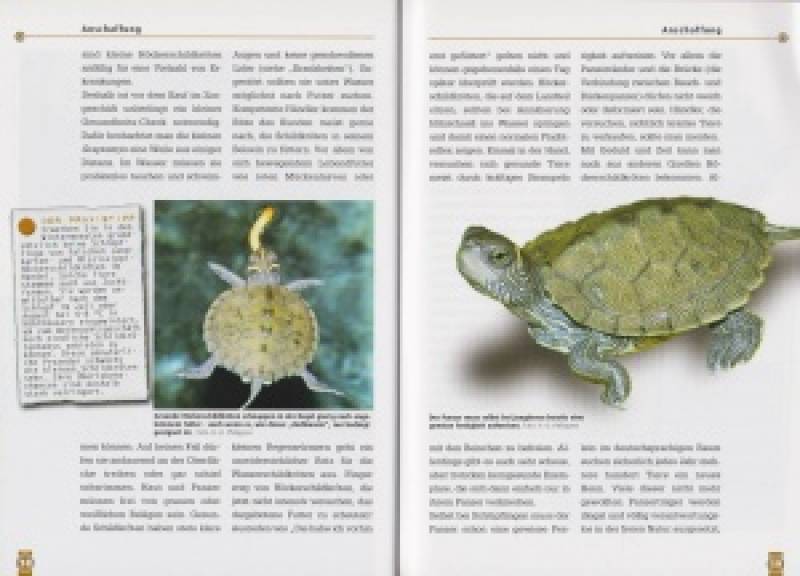 Falsche Landkarten-Höckerschildkröten und Mississippi-Höckerschildkröten
